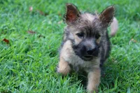 Heath Pup 3, a male Cairn Terrier for sale in Lexington, NC – Photo 2 of 6