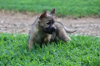 Heath Pup 3, a male Cairn Terrier for sale in Lexington, NC – Photo 5 of 6