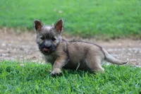 Heath Pup 3, a male Cairn Terrier for sale in Lexington, NC – Photo 6 of 6