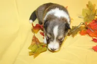 Diamond Pup #6, a male Shetland Sheepdog for sale in Lexington, NC – 4 of 7