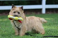 Dottie Pup #1, a male Cairn Terrier for sale in Lexington, NC – 4 of 10