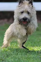 Munchkin Pup #1, a male Cairn Terrier for sale in Lexington, NC – 6 of 10
