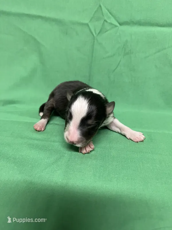 Diamond Pup #3 – Shetland Sheepdog puppy for sale in Lexington, NC