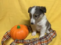 Diamond Pup #4, a male Shetland Sheepdog for sale in Lexington, NC – 4 of 6