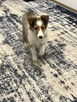 processed/062f4cbb-1601-4b9d-abaa-26d9d994dce0/listing/07854375-9ac4-4bdb-892a-5613bcbe56a5/cf4265d5-d3aa-416d-a80f-521d99f4459b