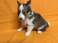 Diamond Pup 2 - Woody, a male Shetland Sheepdog for sale in Lexington, NC – Photo 3 of 6