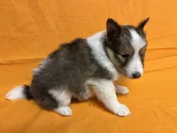 Diamond Pup 2 - Woody, a male Shetland Sheepdog for sale in Lexington, NC – Photo 4 of 6