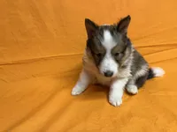 Diamond Pup 2 - Woody, a male Shetland Sheepdog for sale in Lexington, NC – Photo 2 of 6