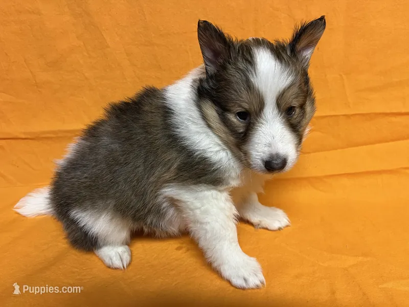 Diamond Pup 2 - Woody, a male Shetland Sheepdog for sale in Lexington, NC – Photo 1 of 6