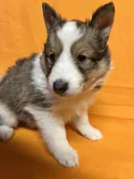 Diamond Pup 2 - Woody, a male Shetland Sheepdog for sale in Lexington, NC – Photo 6 of 6