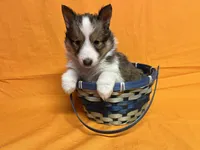 Diamond Pup 2 - Woody, a male Shetland Sheepdog for sale in Lexington, NC – Photo 5 of 6