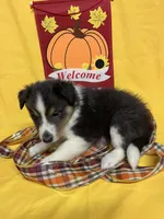 Diamond Pup #1, a male Shetland Sheepdog for sale in Lexington, NC – 3 of 6
