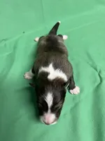 Diamond Pup #6, a male Shetland Sheepdog for sale in Lexington, NC – 4 of 6