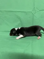 Diamond Pup #3, a male Shetland Sheepdog for sale in Lexington, NC – 5 of 6
