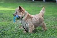 Dottie Pup #1, a male Cairn Terrier for sale in Lexington, NC – 8 of 10