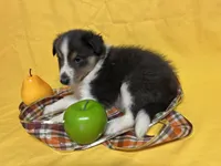 Diamond Pup #1, a male Shetland Sheepdog for sale in Lexington, NC – 6 of 6