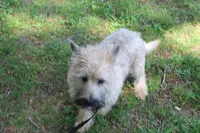 Munchkin Pup #1, a male Cairn Terrier for sale in Lexington, NC – 2 of 5