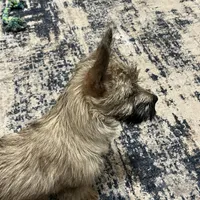 Munchkin Pup #1, a male Cairn Terrier for sale in Lexington, NC – Photo 2 of 4