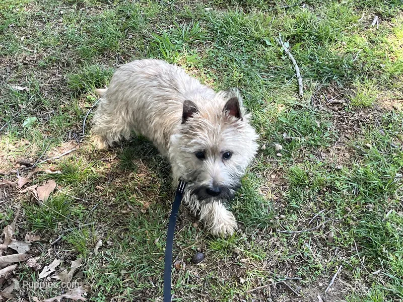 Munchkin Pup #1 – Cairn Terrier puppy for sale in Lexington, NC