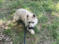 Munchkin Pup #1, a male Cairn Terrier for sale in Lexington, NC – 1 of 5