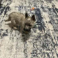 Munchkin Pup #1, a male Cairn Terrier for sale in Lexington, NC – Photo 3 of 4
