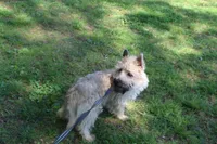 Munchkin Pup #1, a male Cairn Terrier for sale in Lexington, NC – 3 of 5