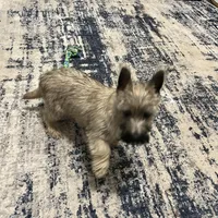 Munchkin Pup #1, a male Cairn Terrier for sale in Lexington, NC – Photo 4 of 4