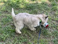 Munchkin Pup #1, a male Cairn Terrier for sale in Lexington, NC – 5 of 5