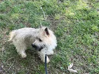 Munchkin Pup #1, a male Cairn Terrier for sale in Lexington, NC – 4 of 5