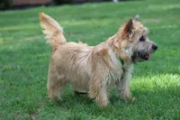 Dottie Pup #1, a male Cairn Terrier for sale in Lexington, NC – 6 of 10