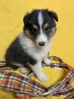 Diamond Pup #2, a male Shetland Sheepdog for sale in Lexington, NC – 7 of 7