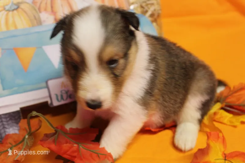 Diamond Pup #4 – Shetland Sheepdog puppy for sale in Lexington, NC
