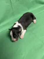 Diamond Pup #1, a male Shetland Sheepdog for sale in Lexington, NC – 2 of 4