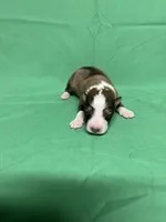Diamond Pup #5, a male Shetland Sheepdog for sale in Lexington, NC – 2 of 6