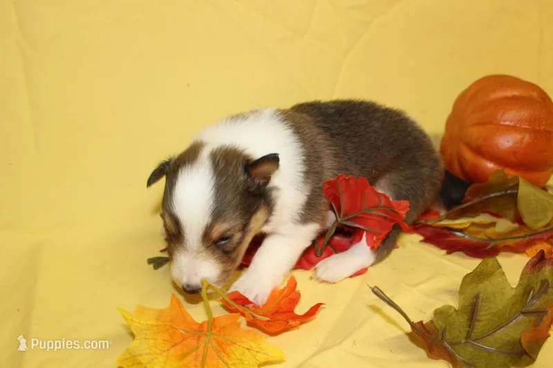 Diamond Pup #4 – Shetland Sheepdog puppy for sale in Lexington, NC