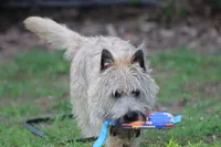 Munchkin Pup #1, a male Cairn Terrier for sale in Lexington, NC – 7 of 10