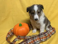 Diamond Pup #4, a male Shetland Sheepdog for sale in Lexington, NC – 3 of 6