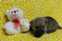 Munchkin Pup #6, a female Cairn Terrier for sale in Lexington, NC – Photo 9 of 9