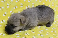 Munchkin Pup #6, a female Cairn Terrier for sale in Lexington, NC – Photo 8 of 9