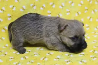 Munchkin Pup #6, a female Cairn Terrier for sale in Lexington, NC – Photo 3 of 9