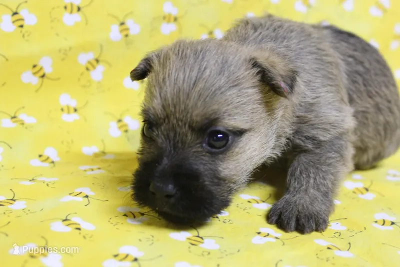 Munchkin Pup #6, a female Cairn Terrier for sale in Lexington, NC – Photo 1 of 9
