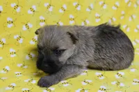 Munchkin Pup #6, a female Cairn Terrier for sale in Lexington, NC – Photo 5 of 9