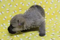 Munchkin Pup #6, a female Cairn Terrier for sale in Lexington, NC – Photo 6 of 9