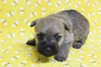 Munchkin Pup #6, a female Cairn Terrier for sale in Lexington, NC – Photo 7 of 9