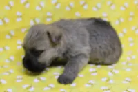 Munchkin Pup #6, a female Cairn Terrier for sale in Lexington, NC – Photo 2 of 9