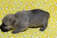 Munchkin Pup #6, a female Cairn Terrier for sale in Lexington, NC – Photo 4 of 9