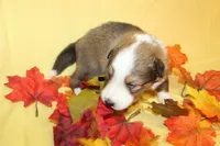 Diamond Pup #5, a male Shetland Sheepdog for sale in Lexington, NC – 6 of 6