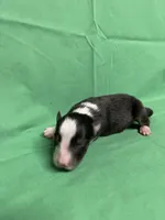 Diamond Pup #3, a male Shetland Sheepdog for sale in Lexington, NC – 2 of 6