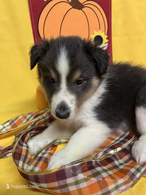 Diamond Pup #1 – Shetland Sheepdog puppy for sale in Lexington, NC