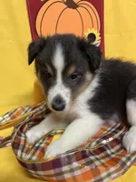 Diamond Pup #1, a male Shetland Sheepdog for sale in Lexington, NC – 1 of 6